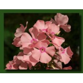 Флокс Phlox Детство